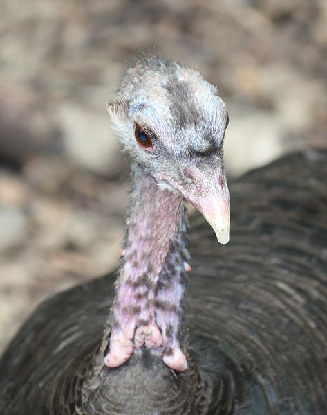 wild-turkey