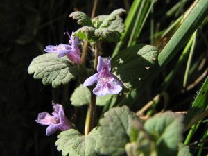 Glechoma_hederacea